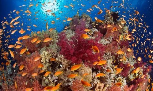 coral_marsa_alam_www.marsaalamtauchen.com[1]